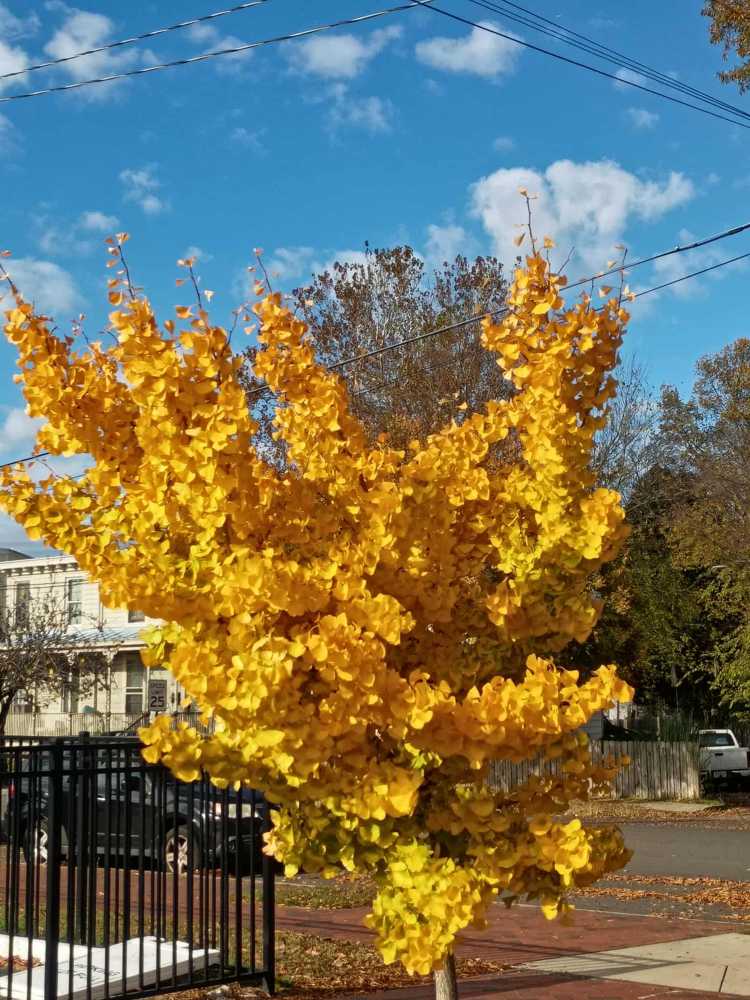 Autumn in Church Hill — where every leaf tells a story and every street feels like home.